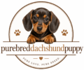 Purebred Dachshund Puppies